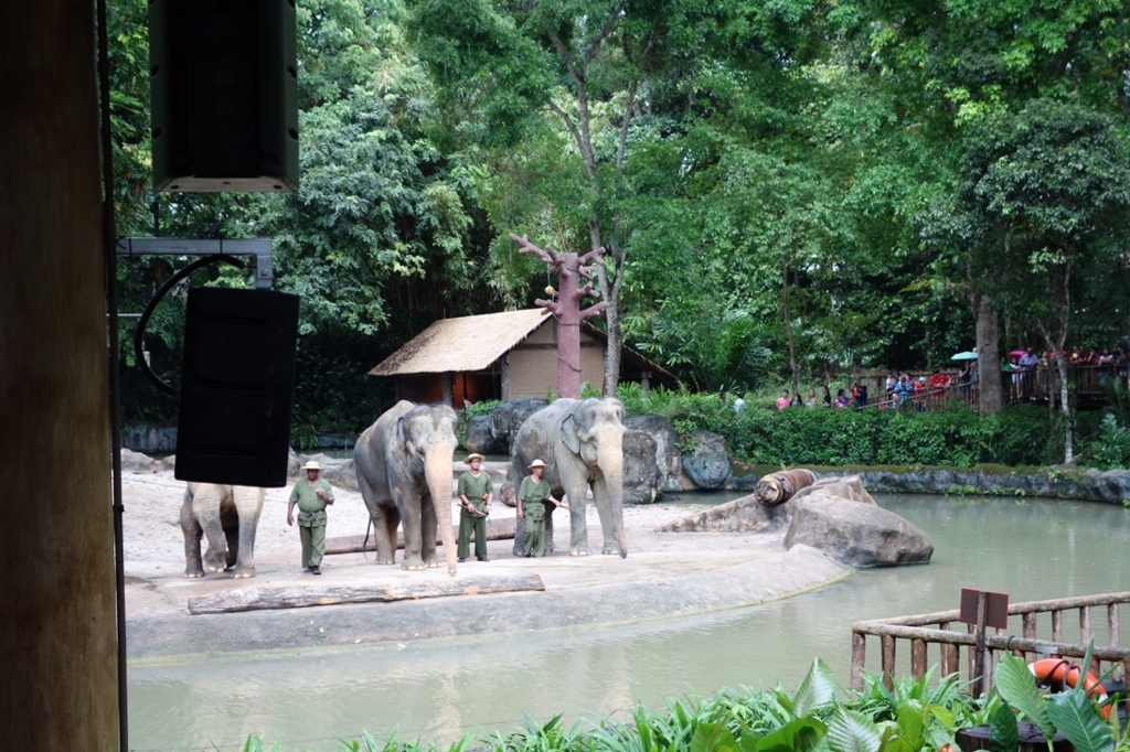 シンガポール動物園：ショーのイメージ9