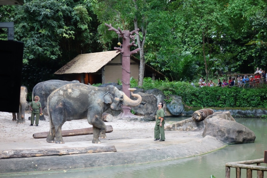 シンガポール動物園：ショーのイメージ10