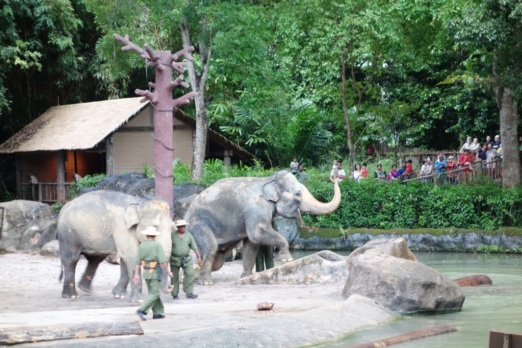 シンガポール動物園：ショーのイメージ11