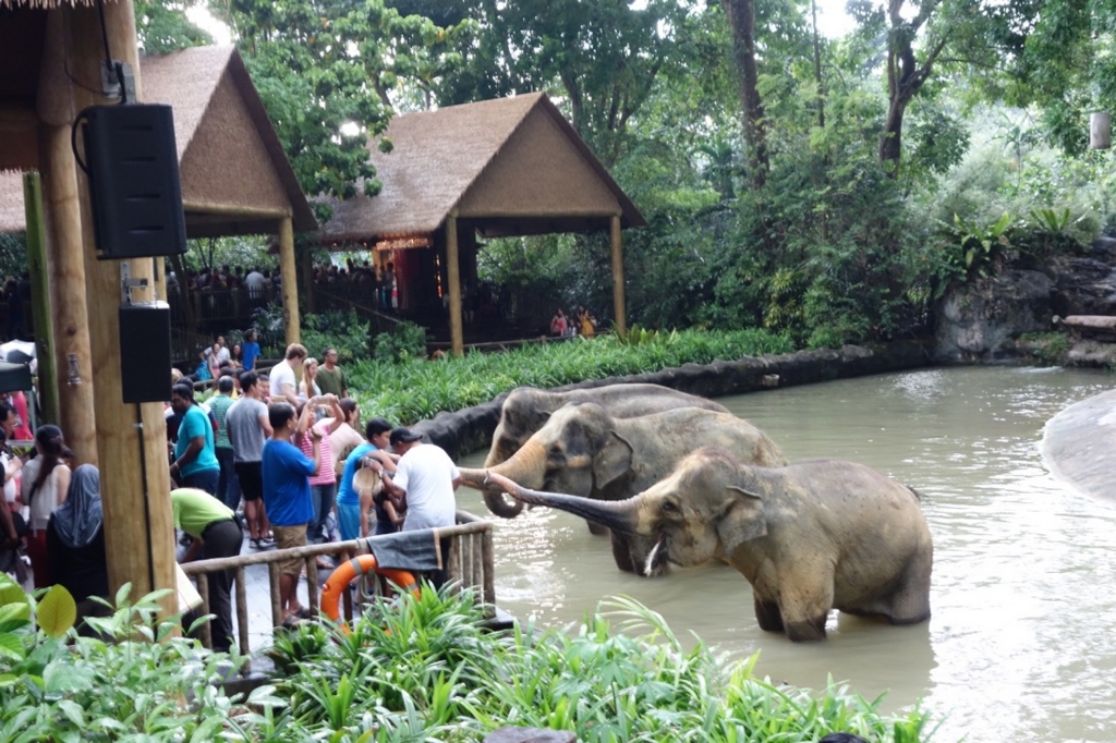 シンガポール動物園：ショーのイメージ12