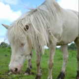 PONEY（ポニー）の入会方法！手順を図解で攻略！