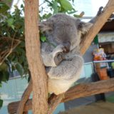 コアラ抱っこ禁止のシドニーで記念撮影できる「ワイルドライフ シドニー動物園」をレポート！