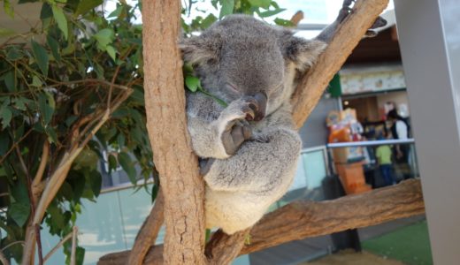 コアラ抱っこ禁止のシドニーで記念撮影できる「ワイルドライフ シドニー動物園」をレポート！