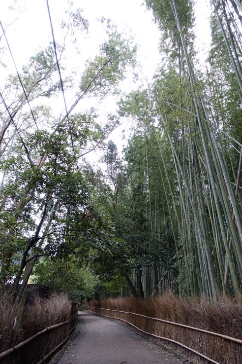 朝食後の嵐山散策：竹林