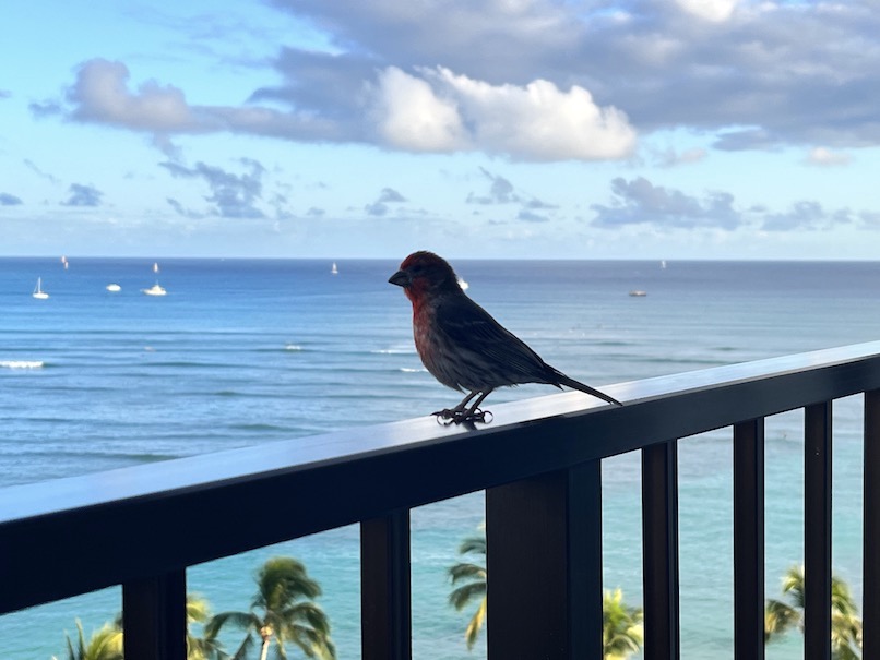 ハレクラニ（ハワイ）のルームサービス：ラナイの鳥