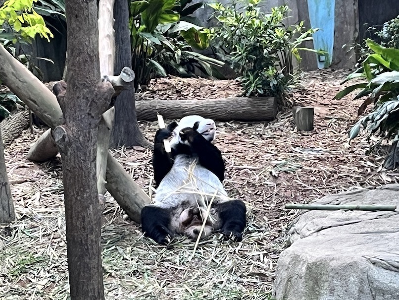 リバー・ワンダーズの内観（パンダの食事風景）