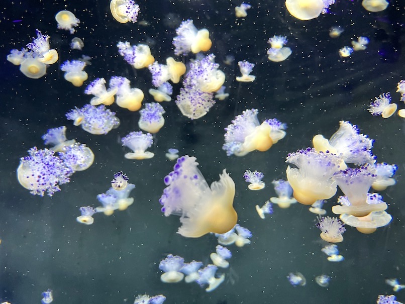 シーアクアリウム（シンガポール）：クラゲ3